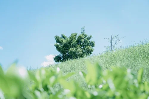 草原に立つ木